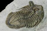 Tower-Eyed, Erbenochile Trilobite - Top Quality! #160888-2